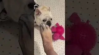 Dogs and Cats REACTION to PAW Print SOCKS 