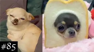 Funny and Cute Chihuahuas ❤️ | FunMomy