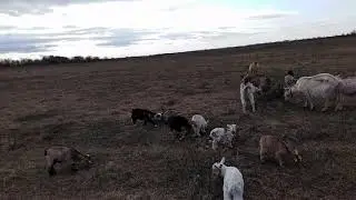 What is more profitable sheep or goat, my conclusions