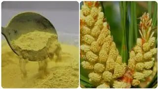 #СОСНОВИЙ ПИЛОК! Як я його збираю і заготовляю?! #Pine pollen