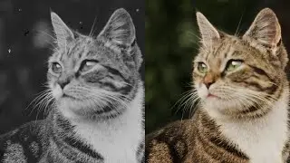 Colorization of a 120-Year-Old Cat Photo