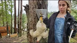 Stef Kills Her First Chicken (Week 22)