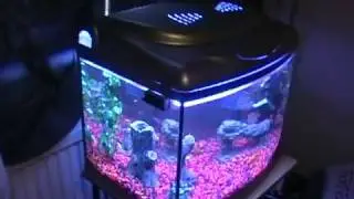 My New Fish Tank