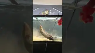 Hand Feeding Electric Eel!
