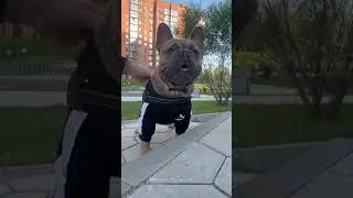 #щенокфранцузскогобульдога #frenchbulldog #frenchie #голубойфранцузскийбульдог #бульдогфранцузский