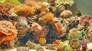 Saltwater Fish & Corals - Aquarium Depot