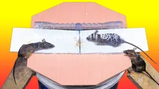 Homemade Mouse Trap \ Mice Trap \ Rat/Rodent Trap Catcher Near Me | Humane Mouse Trap - Trapper Rat