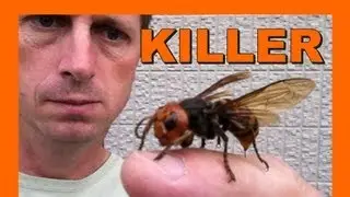 🐝 My Pet Suzumebachi Asian Giant Hornet - Real Japan Monsters