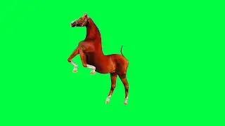Horse Walk Green Screen Video