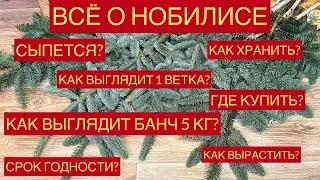 ВСЕ ПРО НОБИЛИС | Что такое НОБИЛИС? Как выбрать и как работать с нобилисом. Хранение нобилиса.