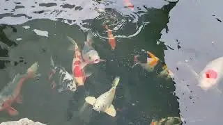 Вкусный обед у Кои