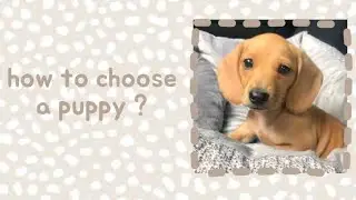 how to shoose a puppy taks? |как выбрать щенка таксы?| стандарты породы, как не ошибиться