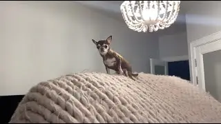 Смертельный трюк! Собака скалолаз покоряет вершины!