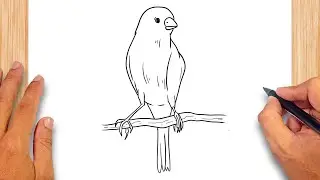 How to draw Canary Bird