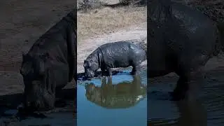 Hippo Drinking