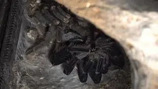 Xenesthis sp. blue „Pluma“ Häutung Zeitraffer / Molting timelapse