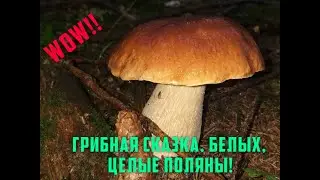 ***ГРИБАЛКА - 2021. ЗА БЕЛЫМИ ГРИБАМИ В ГРОЗУ ИЛИ КАК МЫ  ПОПАЛИ В СКАЗКУ?! БЕЛЫХ ЦЕЛЫЕ ПОЛЯНЫ***___