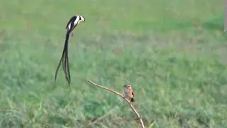 Many Failures before Success for Dancing Male PIN-TAILED WHYDAH