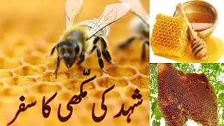 Shehad Ki Makhi | Shehad Ki Makhi Ka Safar.