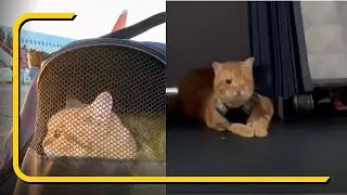 One-Eyed Cat Becomes Internet Sensation After Being Found On a Plane