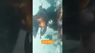 Dunia Ikan