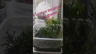 ТУИ ИЗ ЧЕРЕНКОВ