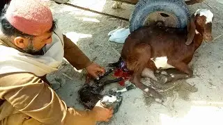 How Goats Giving Birth To New Child Goat Part 1