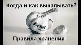 Когда выкапывать чеснок и убирать с грядки, правила хранения чеснока ✅??? 🔽