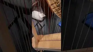 The perks of breaking a harp string