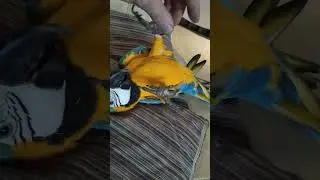 Маргоша