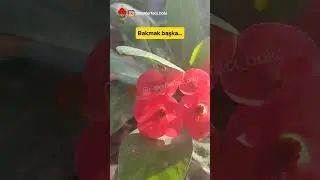 Kontrol Bitkiyi Neden Yorar? Kışın Sürekli Bakmak Neden Sessiz Çöküşe Götürür