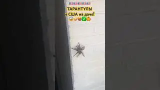 ✅🚨США: ТАРАНИУЛЫ атаковали ДАЧУ в АМЕРИКЕ! Горы, заповедник Индейские Резервации Choctaw Индейцы