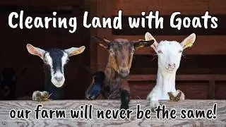 Clearing land with goats. What you need to know.