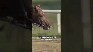 The Thoroughbred Horse! 😍