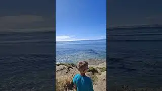 Rosy the surf dog Santa Cruz California