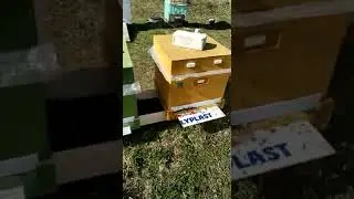 Пасха , а я на пасеке! #shorts