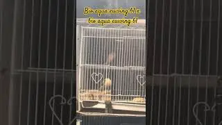 Pasangan siapan lovebird biola aqua B1 