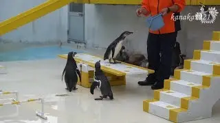 おたる水族館 ペンギンショー・仔ペンギンが参加しました