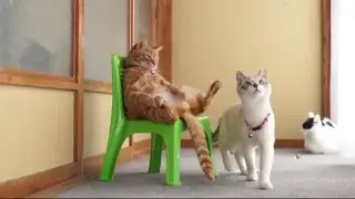 Котэ царевич знает своё место
