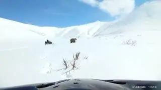 Курильчане на снегоходах гоняли медведя