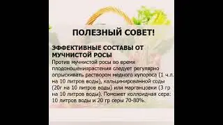 Мучнистой росы не будет!