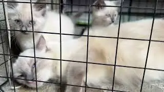 Cuties 🥰😘