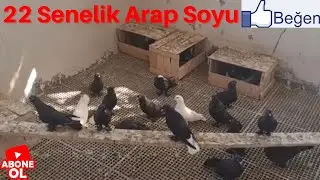 22 Senelik Tek Soy Mardinin Vazgeçilmez Siyahları 