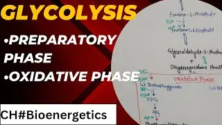 Glycolysis class 11 | Cellular Respiration in plants