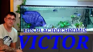 ACUARIO DE CICLIDOS AFRICANOS MALAWI | Placidochromis F1