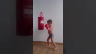 Син боксер