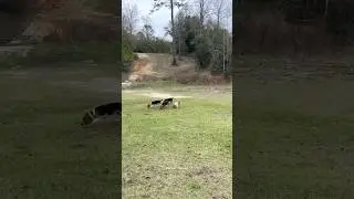 4 Pack of Beagles Cross Field!!! #bensonskennel