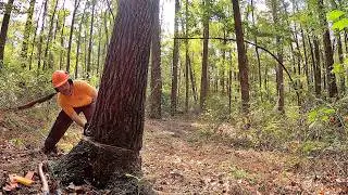 I Cut Down the Nicest Black Walnut on our Place