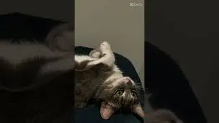 These Cats Are So Cool! Watch Them Do Amazing Tricks | tiktokcat