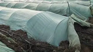 Молодая Картошка Херсонская Область